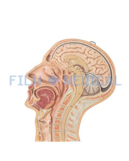 Lateral Section of Head Teaching Model 